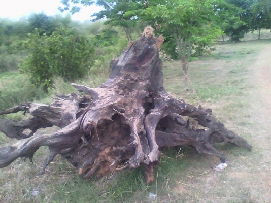 ตอไม้ตะเคียนทอง ขนาดสูง 2.00*เส้นผ่าศูนย์กลาง4.00เมตร