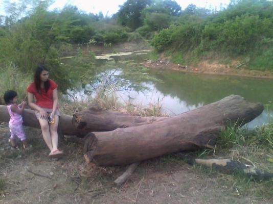 ท่อนไม้ตะเคียนทองยาวประมาณ 5.00 เมตร ท่อนไม้ตะเคียนทองยาวประมาณ 5.00 เมตร