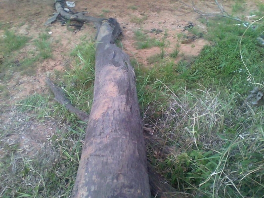 ท่อนไม้ตะเคียนทองยาวประมาณ 10.00เมตร ท่อนไม้ตะเคียนทองยาวประมาณ 10.00เมตร