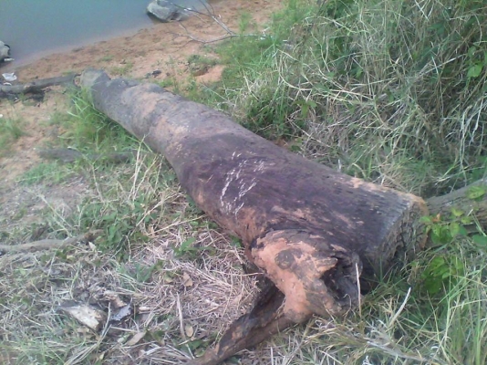 ท่อนไม้ตะเคียนทองยาวประมาณ 10.00เมตร