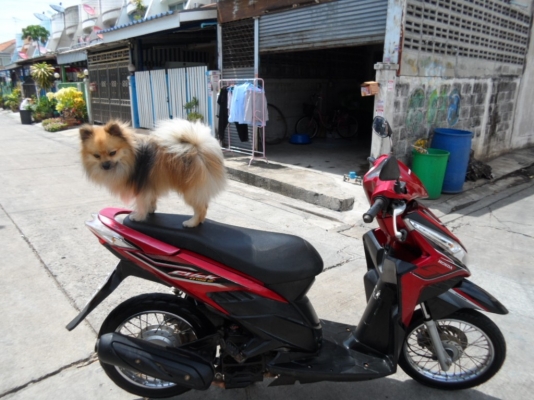 ขายฮอนด้าคลิกไอ หัวฉีดปี52สภาพสวย