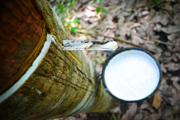 เดอะพาวเวอร์ อาหารเสริมพืช (สูตรหัวเชื้อ) ปริมาณมาก...ราคาถูกที่สุด