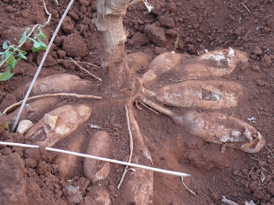 เดอะพาวเวอร์ อาหารเสริมพืช (สูตรหัวเชื้อ) ปริมาณมาก...ราคาถูกที่สุด