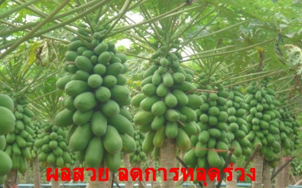เดอะพาวเวอร์ อาหารเสริมพืช (สูตรหัวเชื้อ) ปริมาณมาก...ราคาถูกที่สุด