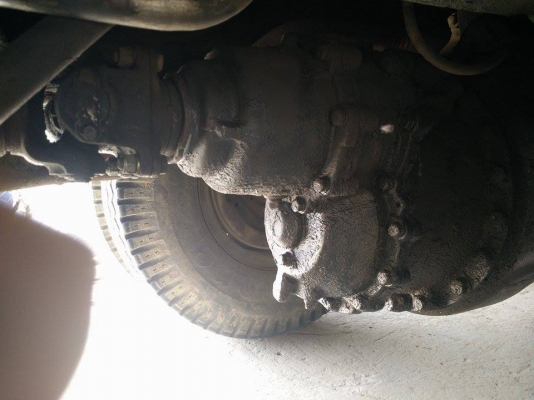 ไอ้หลง MA  พร้อมลูก 2 คลาน