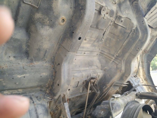 ไอ้หลง MA  พร้อมลูก 2 คลาน