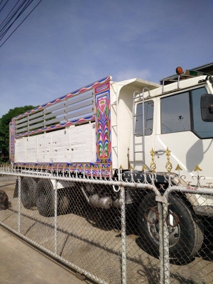 ไอ้หลง MA  พร้อมลูก 2 คลาน