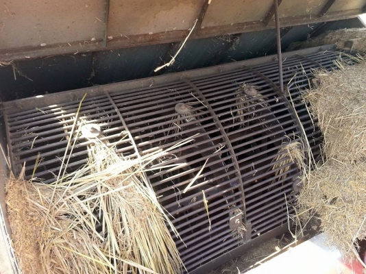 ขายรถเกี่ยวข้าว เกษตรพัฒนา รุ่นปลดหนี้ อุ้ม2.5ตัน เครื่อง195แรง เครื่องดี ทำงานเร็ว สภาพพร้อมใช้งาน สนใจโทร 090-8588220คุณนะ 093-3258446คุณบิว ID:narong498 หรือเข้าดูสินค้าอื่นๆได้ที่ www.truck.in.th/498 หรือเพจFacebook ณรงค์ ซื้อขายรถมือสอง (เว็บไซต์ส่วน