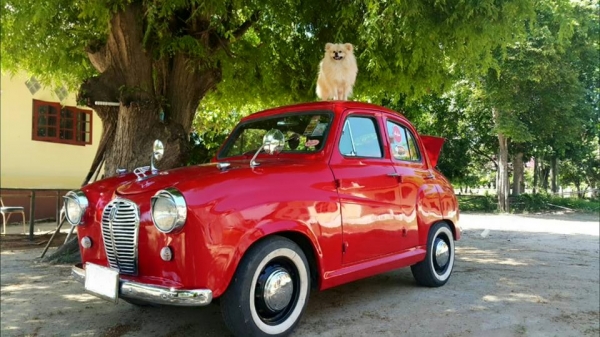 Austin A30s ทะเบียนแท้ Austin A30s ทะเบียนแท้