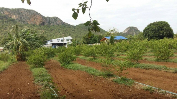 ขายบ้านพร้อมที่ดิน 5 ไร่ ราคา 4900000 บาท กาญจนบุรี สนใจติดต่อ 0929293947