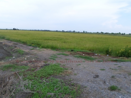 ที่นาสวย ห่าง สน.ประชาสำราญ ตลาดหนองจอก กทม. ที่นาสวย ห่าง สน.ประชาสำราญ ตลาดหนองจอก กทม.