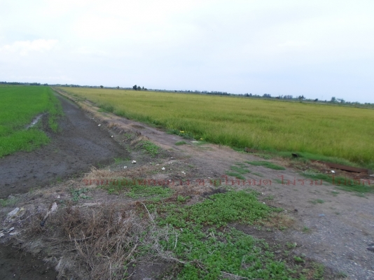 ที่นาสวย ห่าง สน.ประชาสำราญ ตลาดหนองจอก กทม. ที่นาสวย ห่าง สน.ประชาสำราญ ตลาดหนองจอก กทม.