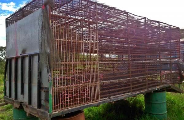 เหลือกระบะเทลเลอร์  กรงเป็ดขายแล้ว... ราคาว่ามา