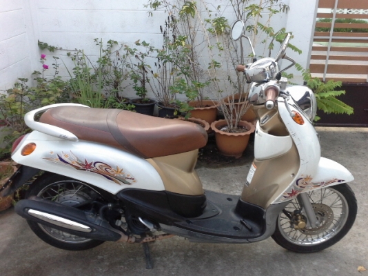 ฟีโน่ปี54