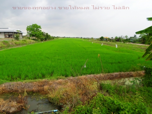 @@@   ติดถนน ลำลูกกาคลอง10 (ทำเลทอง)ปทุมธานี   @@@