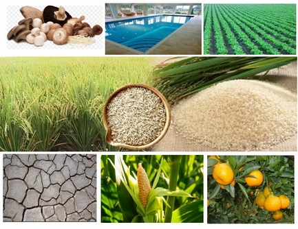 ซีโอไลท์ผสมปุ๋ยเคมีเพื่อลดต้นทุนปุ๋ย