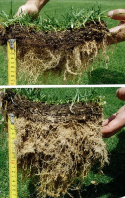 ซีโอไลท์ผสมปุ๋ยเคมีเพื่อลดต้นทุนปุ๋ย