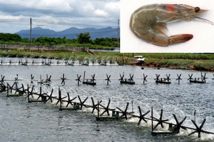 ซีโอไลท์ผสมปุ๋ยเคมีเพื่อลดต้นทุนปุ๋ย