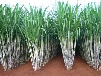 ซีโอไลท์ผสมปุ๋ยเคมีเพื่อลดต้นทุนปุ๋ย