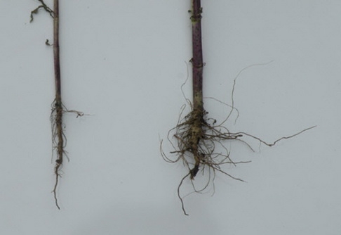 ซีโอไลท์ผสมปุ๋ยเคมีเพื่อลดต้นทุนปุ๋ย