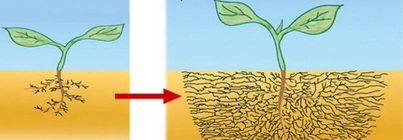 ซีโอไลท์ผสมปุ๋ยเคมีเพื่อลดต้นทุนปุ๋ย
