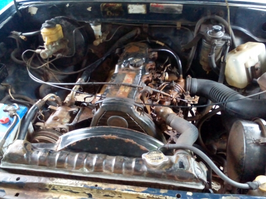 ไมตี้หัวเดียวราคาจิ้บๆ ไมตี้หัวเดียวราคาจิ้บๆ