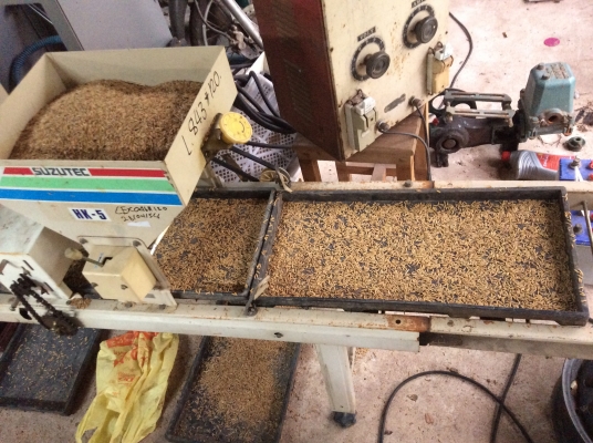 ขายเครื่องโรยข้าวถาดเพาะกล้า ขายเครื่องโรยข้าวถาดเพาะกล้า