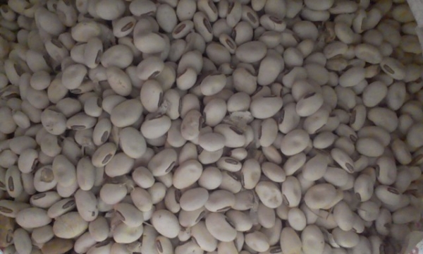 เมล็ดพันธ์ถั่วพร้า เมล็ดพันธ์ถั่วพร้า