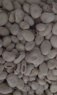 เมล็ดพันธ์ถั่วพร้า