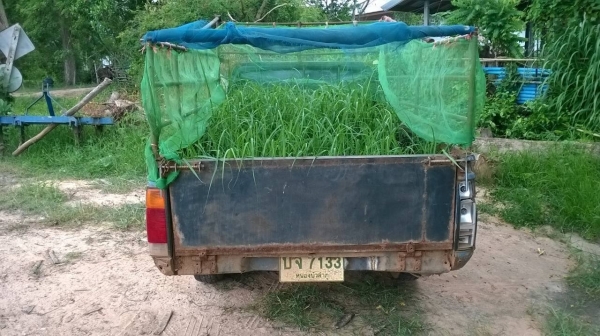 ขายรถกระบะ NISSAN ตอนเดียว วางเครื่อง BD25 ฝาแดงลงเล่มแล้ว ทะเบียนพร้อมโอนครับ