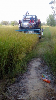 หลุดจองครับ  รถเกี่ยวข้าวสภาพสวยเกี่ยวคล่อง ตัวเดิน12 สวิง  อุ้ม 2.6 ตัน ท่อส่งข้าวปรับระดับ หน้าเกี่ยว 3 เมตร เครื่อง 250 เทอร์โบ ปั้มไดกิ้น 22  โทร 0884683175