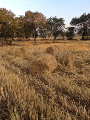 เครื่องอัดฟาง แบบก้อนกลม