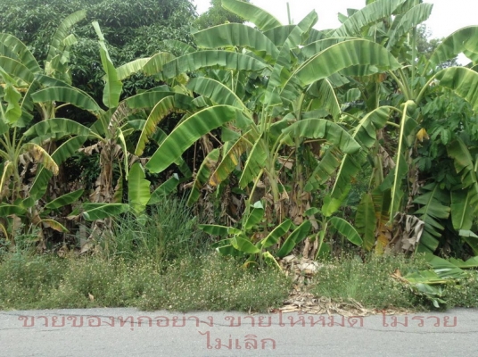 @@@  ไม่ไกลจาก สน.ประชาสำราญ หนองจอก กทม.  @@@1ไร่กว่า