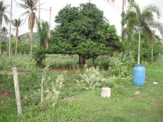 ขายที่สวยทำเลดีอยู่ไกล้ทะเลเพียง500เมตร ขายที่สวยทำเลดีอยู่ไกล้ทะเลเพียง500เมตร