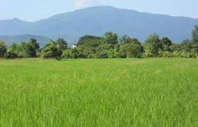 ประกาศขายที่ดิน   รูปที่ท่านเห็นเป็นรูปแทนนะครับ ท่านที่สนใจซื้อที่ดินมีใบโฉนด ราคาเริ่มต้นที่ 5 - 1 แสนบาท