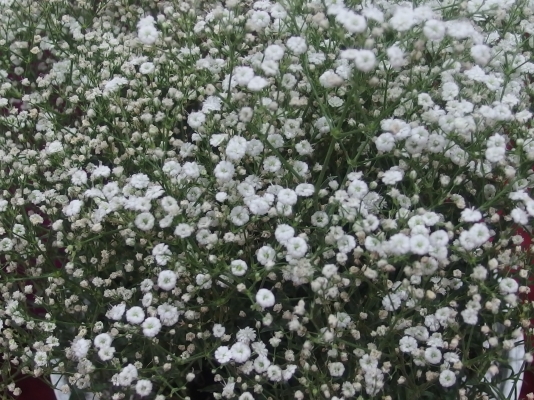 ขาย แ ล้ ว ข อ บ คุ ณ ผู้ ซื้ อ