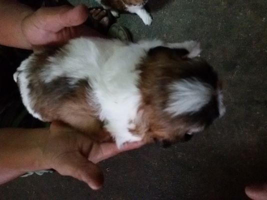 ชิสุแท้