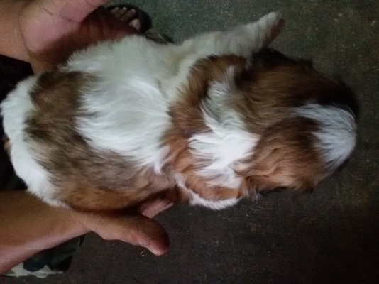 ชิสุแท้