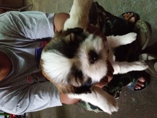 ชิสุแท้