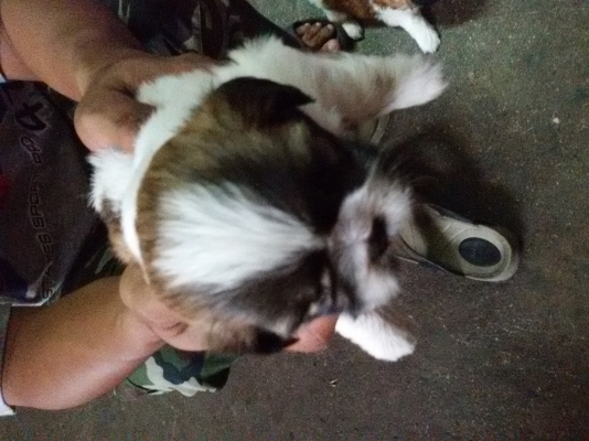 ชิสุแท้