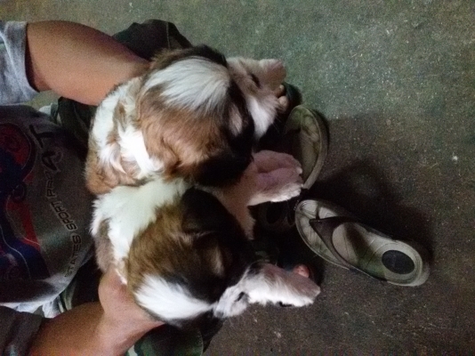 ชิสุแท้