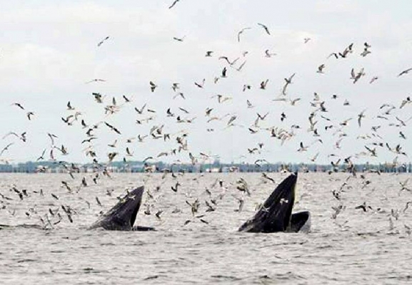 ขายทาวน์เฮ้าส์ 2 ชั้น ถนนบางขุนเทียน-ชายทะเล ใกล้ สน.เทียนทะเล