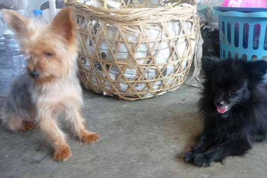 สุนัข ยอร์คเชีย ตัวผู้ และ ปอมสายใต้หวัน ตัวเมีย 2500/3500บาท