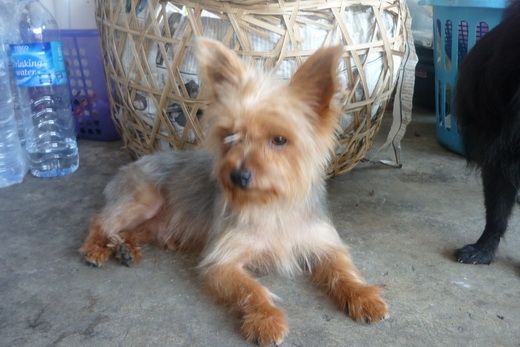 สุนัข ยอร์คเชีย ตัวผู้ และ ปอมสายใต้หวัน ตัวเมีย 2500/3500บาท