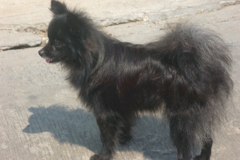 สุนัข ยอร์คเชีย ตัวผู้ และ ปอมสายใต้หวัน ตัวเมีย 2500/3500บาท