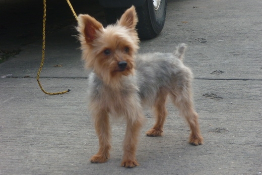 สุนัข ยอร์คเชีย ตัวผู้ และ ปอมสายใต้หวัน ตัวเมีย 2500/3500บาท