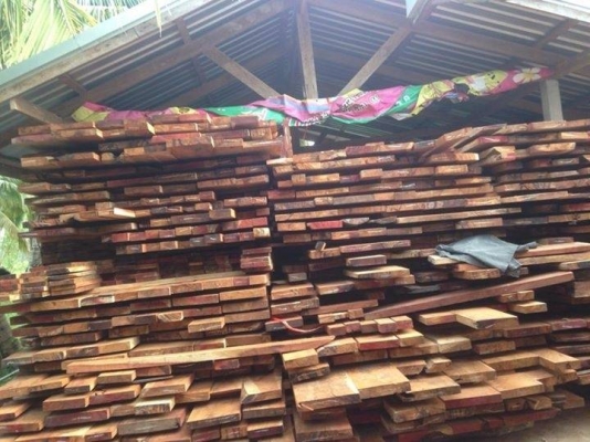 ขายไม้ประดู่แท้ๆ ไม้หนา 2 นิ้ว ยาว 4-5-6-8 เมตร กว้าง 40-50-60-70 เซนติเมตร จำนวน 2 เทรลเลอร์ ขาย 8 ล้าน