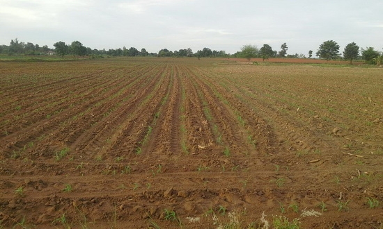 ขายที่ดินทำเลดี  20 ไร่ ราคา 180,000 บาทต่อไร่ บ้านคลองนาดี อ.สีคิ้ว