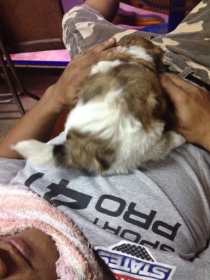 ชิสุแท้เพศเมีย