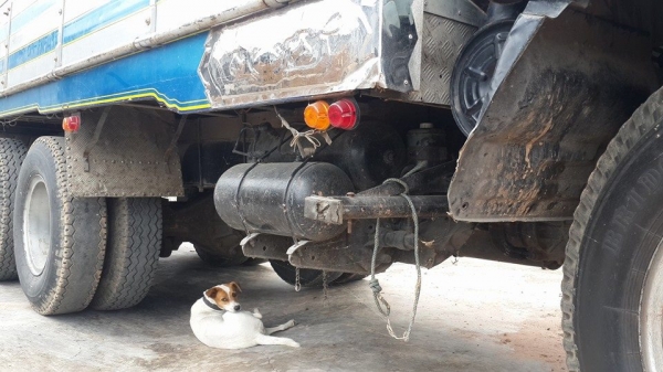 ขาย10ล้อร่อง1เพลา 175ROCKY กระบะมิเนียม แชชซีสวยเพลาใหญ่ พ.เพาเวอร์เบรคทิ๊ฟฟี่ สภาพพสวยทะเบียนพร้อมโอน